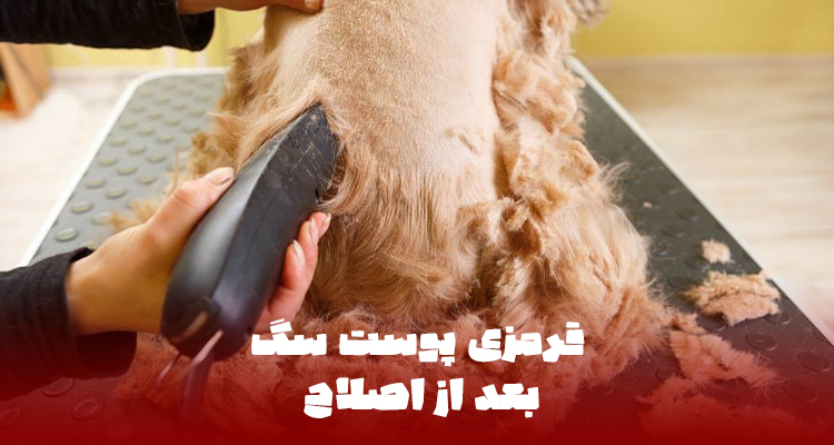 قرمزی پوست سگ بعد از اصلاح