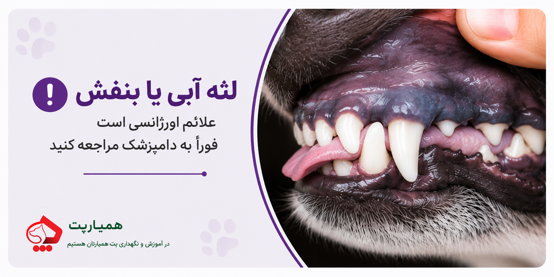 لثه آبی یا بنفش در سگ ها