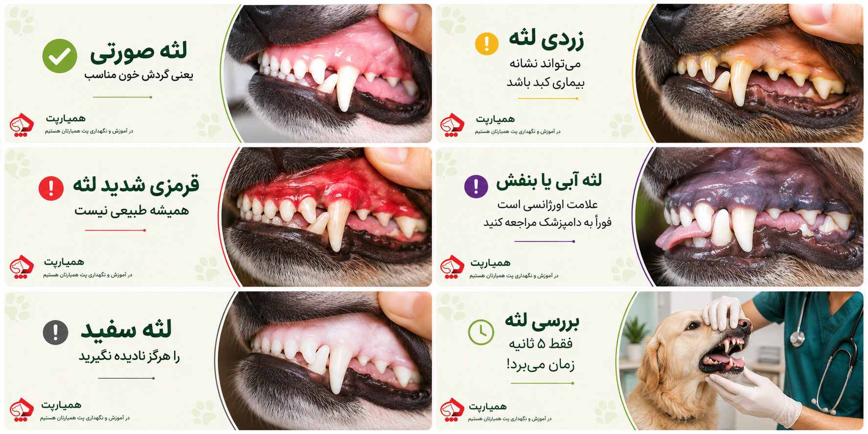 هر رنگ لثه سگ نشانه چیست؟
