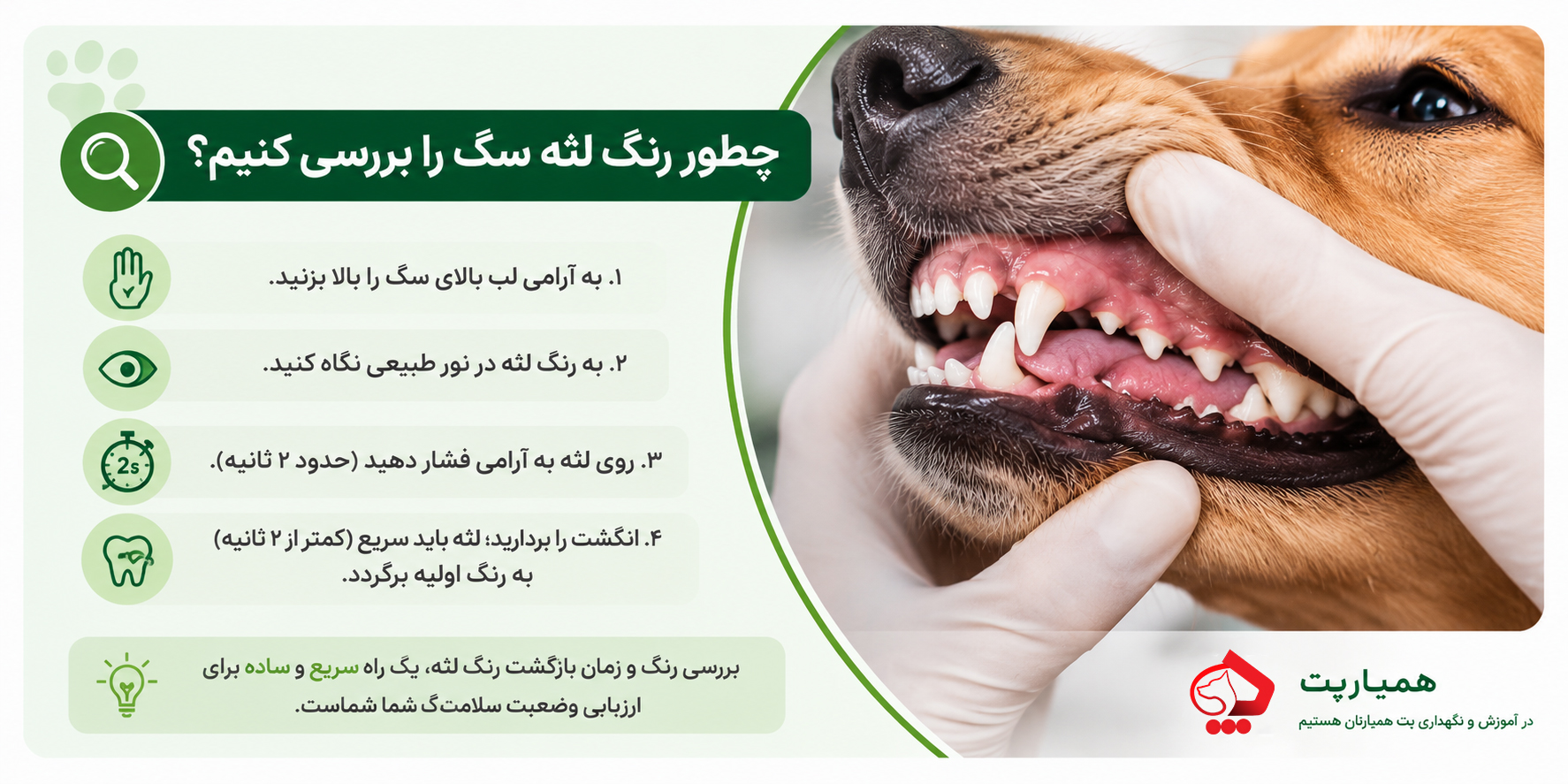 آزمایش سلامت لثه سگ