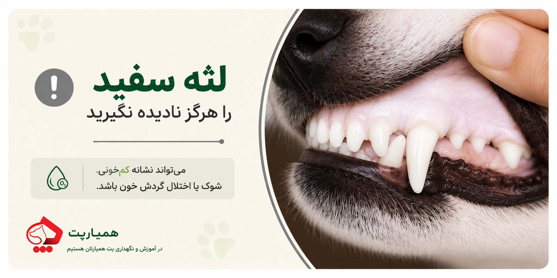 لثه سفید در سگ ها