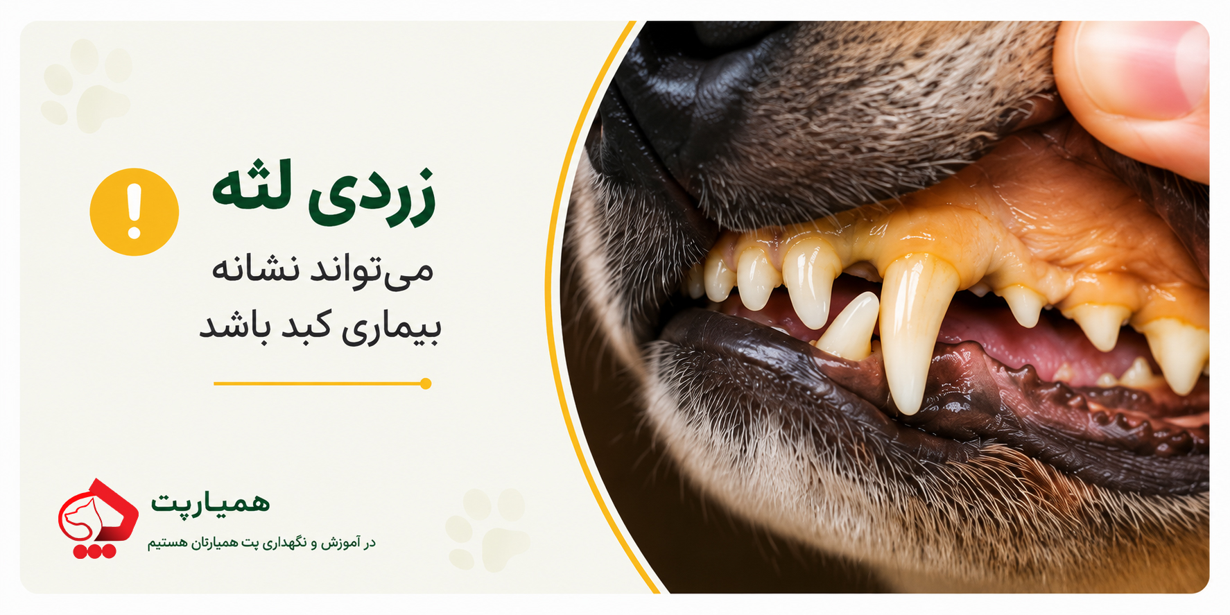 زردی لثه در سگ ها