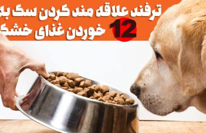چگونه سگ خود را به غذای خشک عادت دهیم